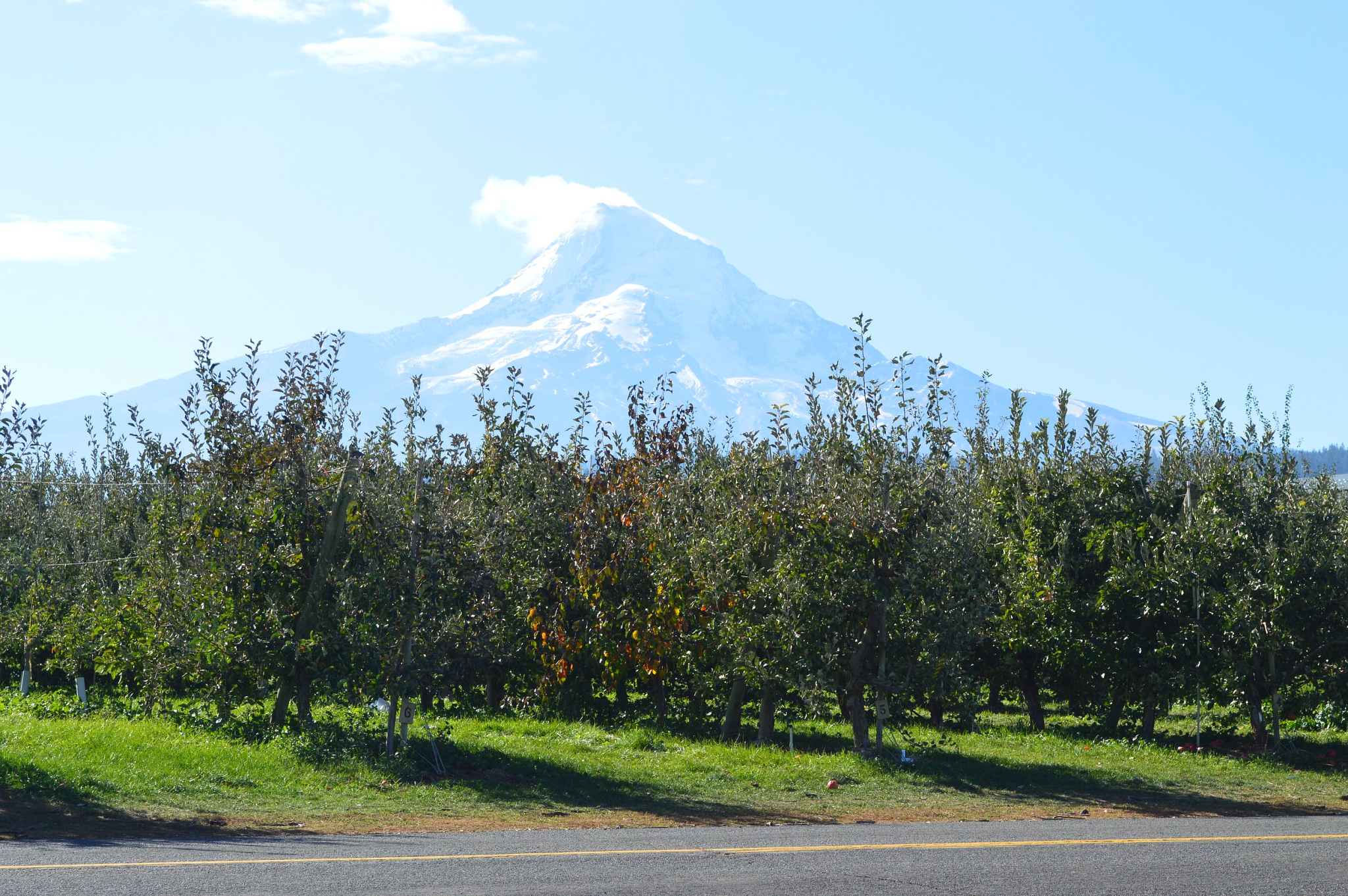 Kiyokawa Family Orchards overlooks Mount Hood