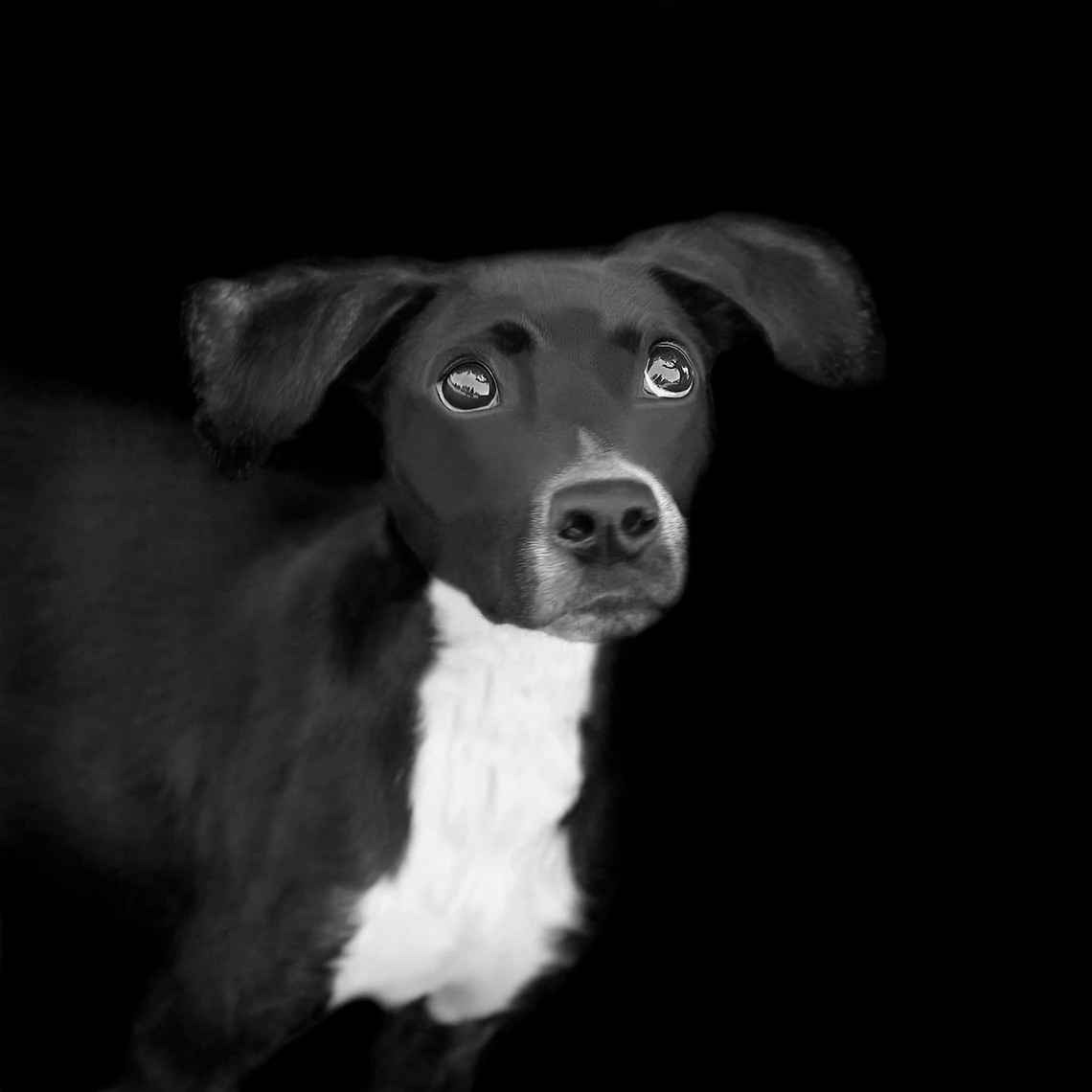 a dog on a black field