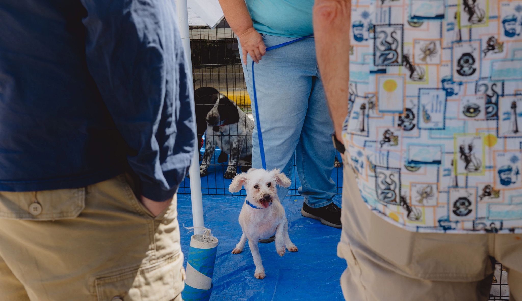 Dog Rescue Rewards Older Dogs and Older Adults Can Make a Great Match