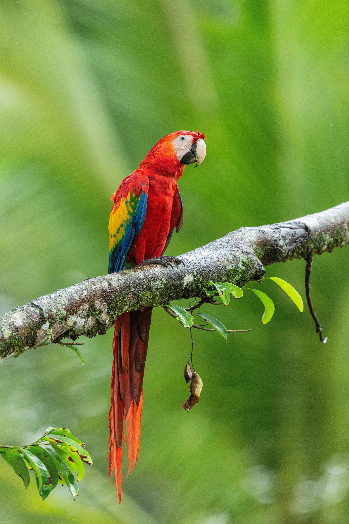 a scarlet macaw on a tree branch in Costa Rica