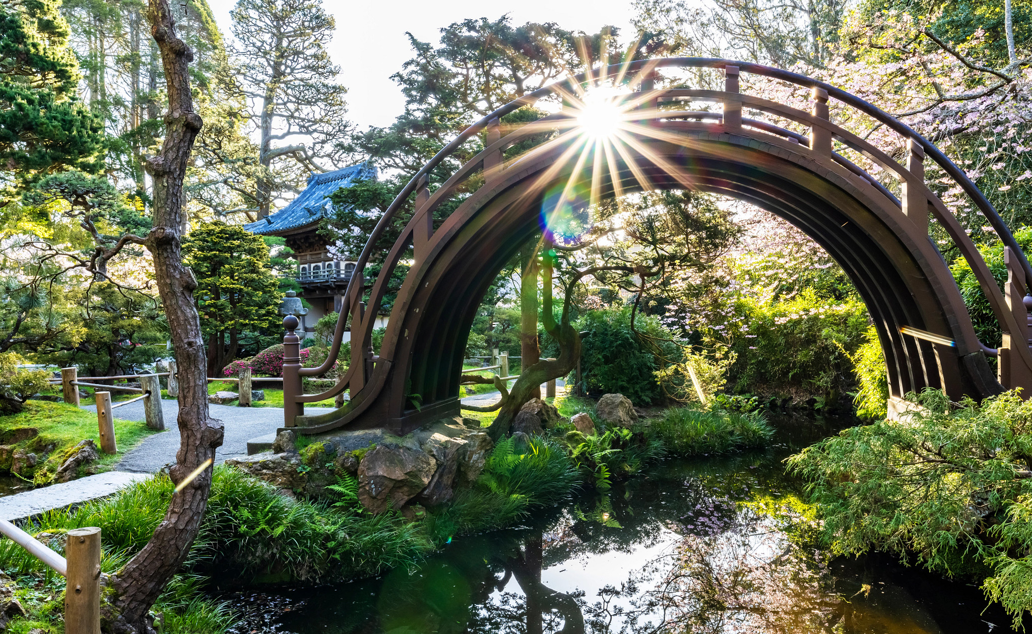 a highly arched drum bridge at a japanese garden