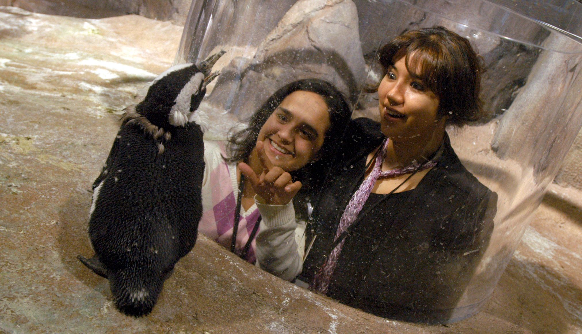 two females watch African penguins at the Georgia Aquarium