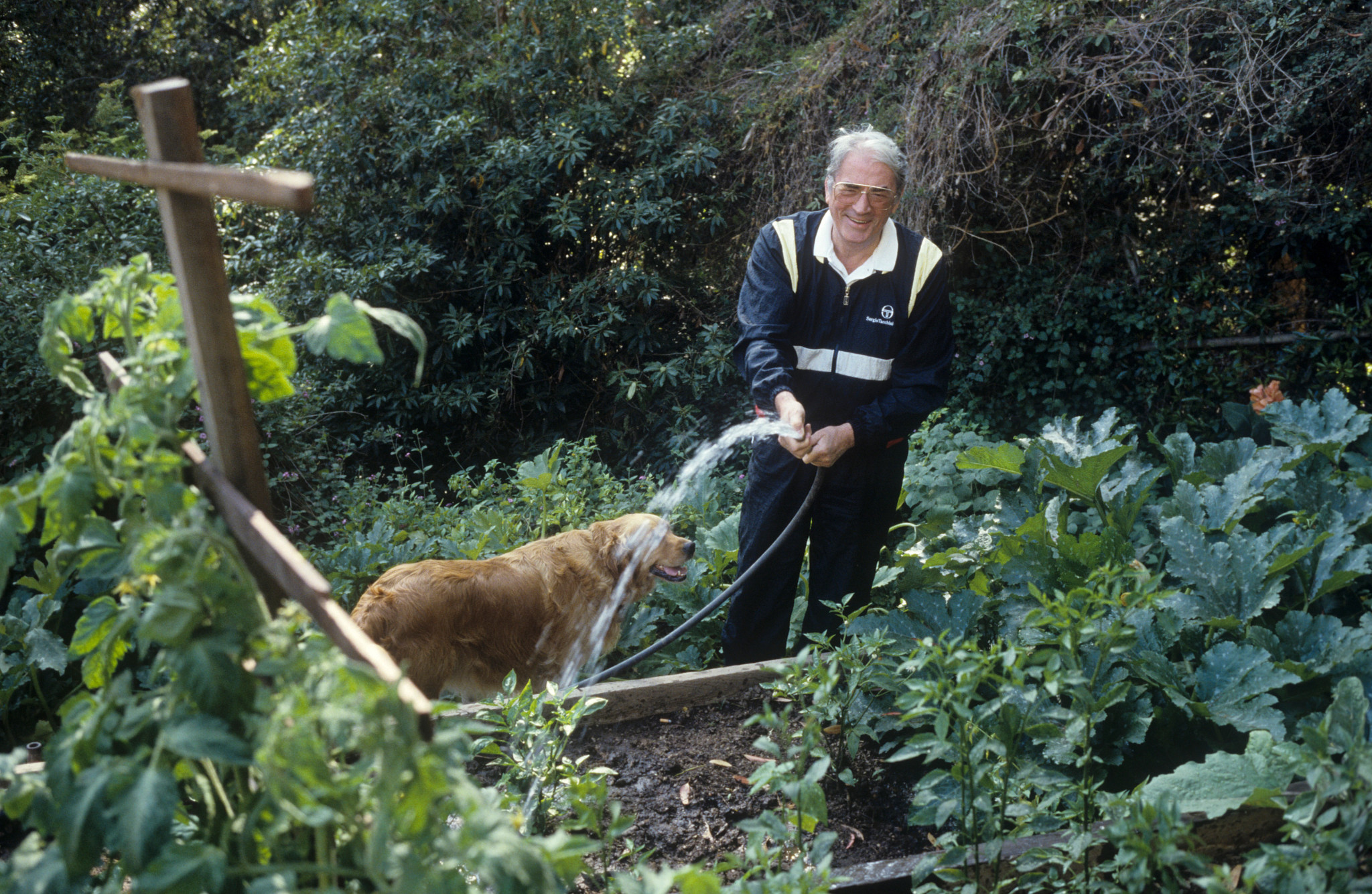 a photo shows Gregory Peck at home in his garden with his dog Katousha in 1987