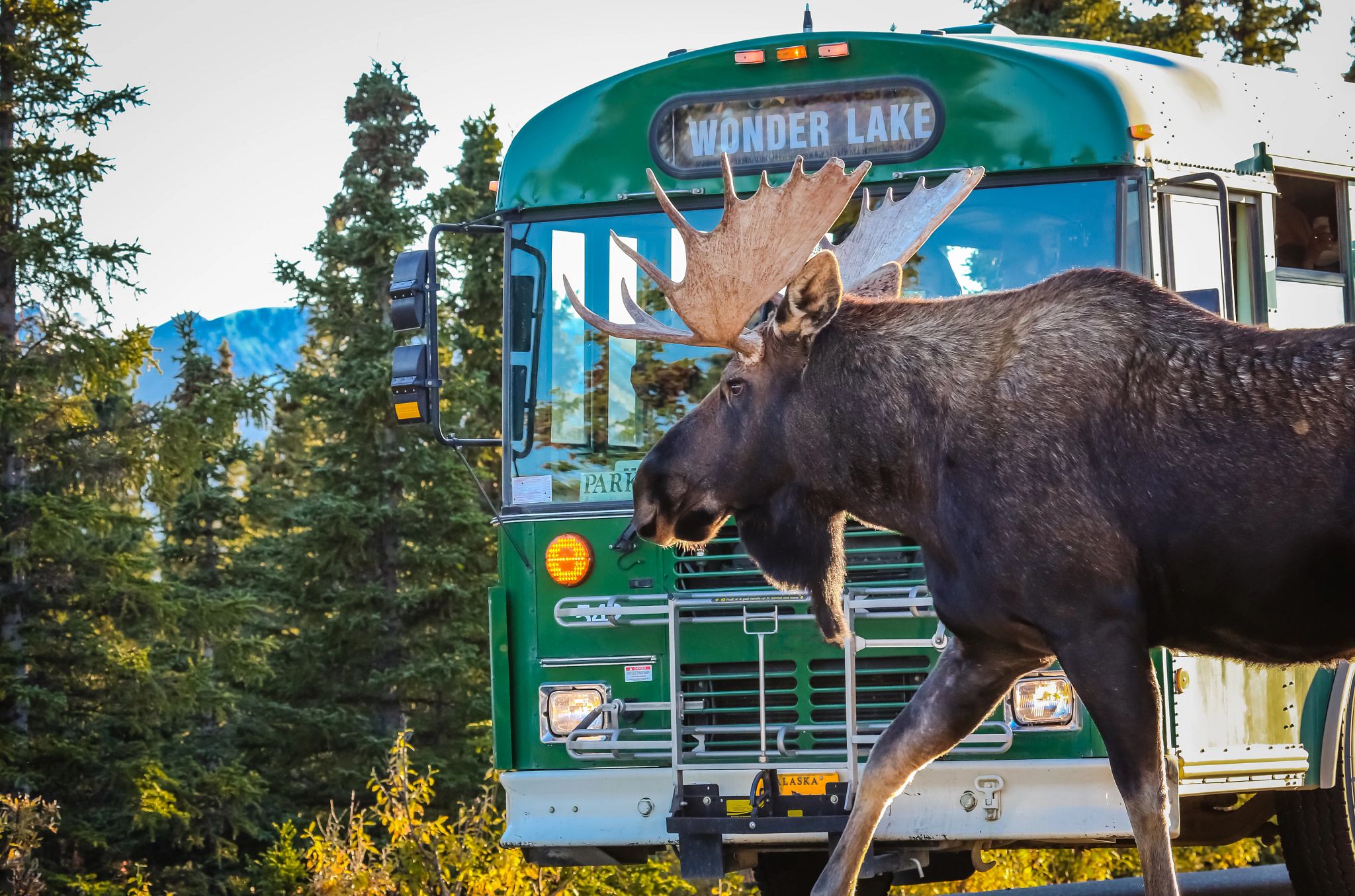 Denali National Park A moose passes in front of a shuttle bus