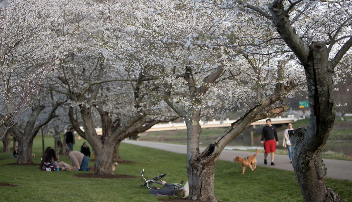 people walking near and laying under cherry tree blossoms