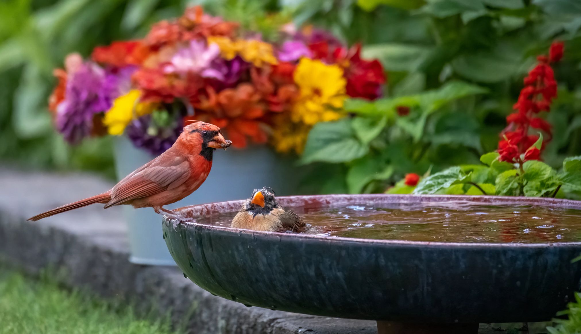 Two red cardinal birds at garden birdbath. Male and female songbirds