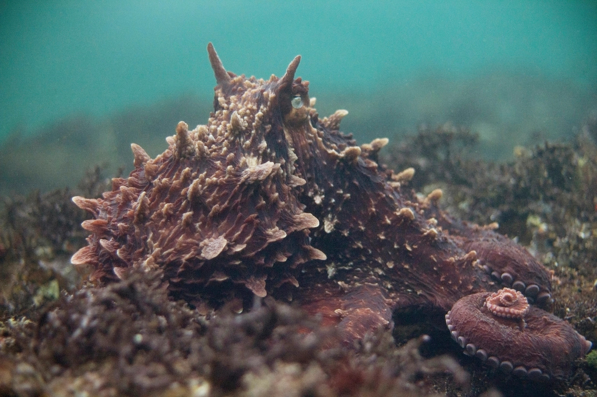 sea stars and anemones