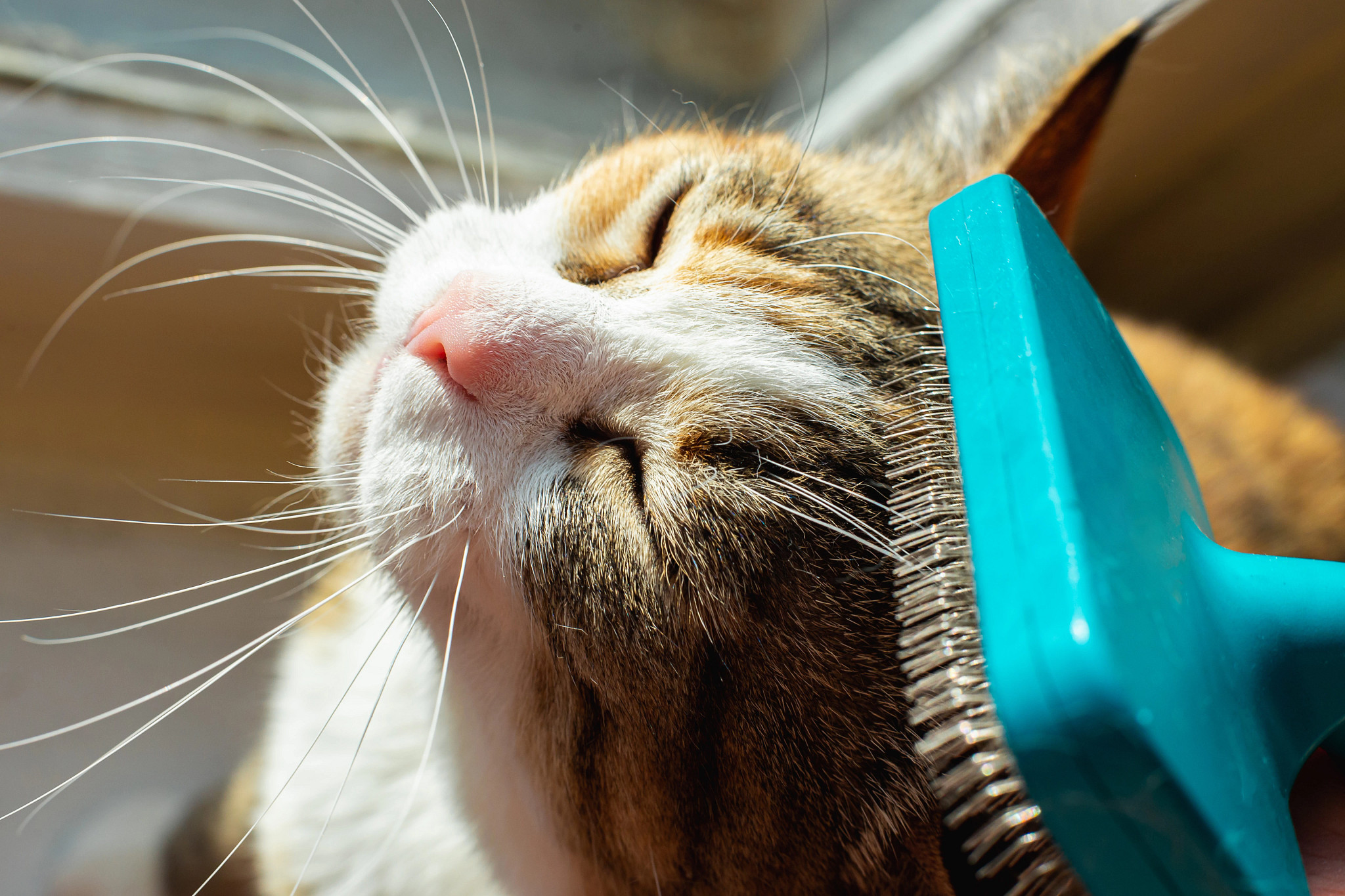 Close-up photo of a domestic cat receiving gentle grooming with a brush. The cat's whiskers, pink nose, and fur are sharply detailed in natural sunlight