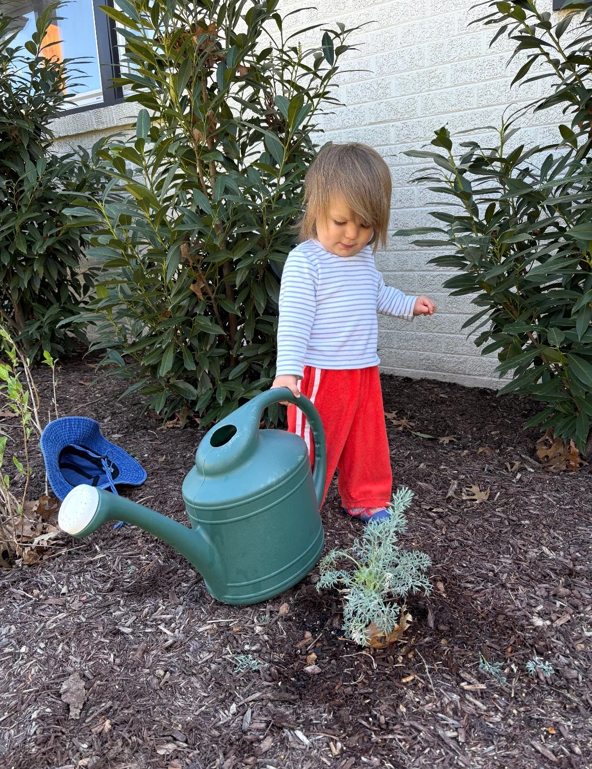 a child watering a plant
