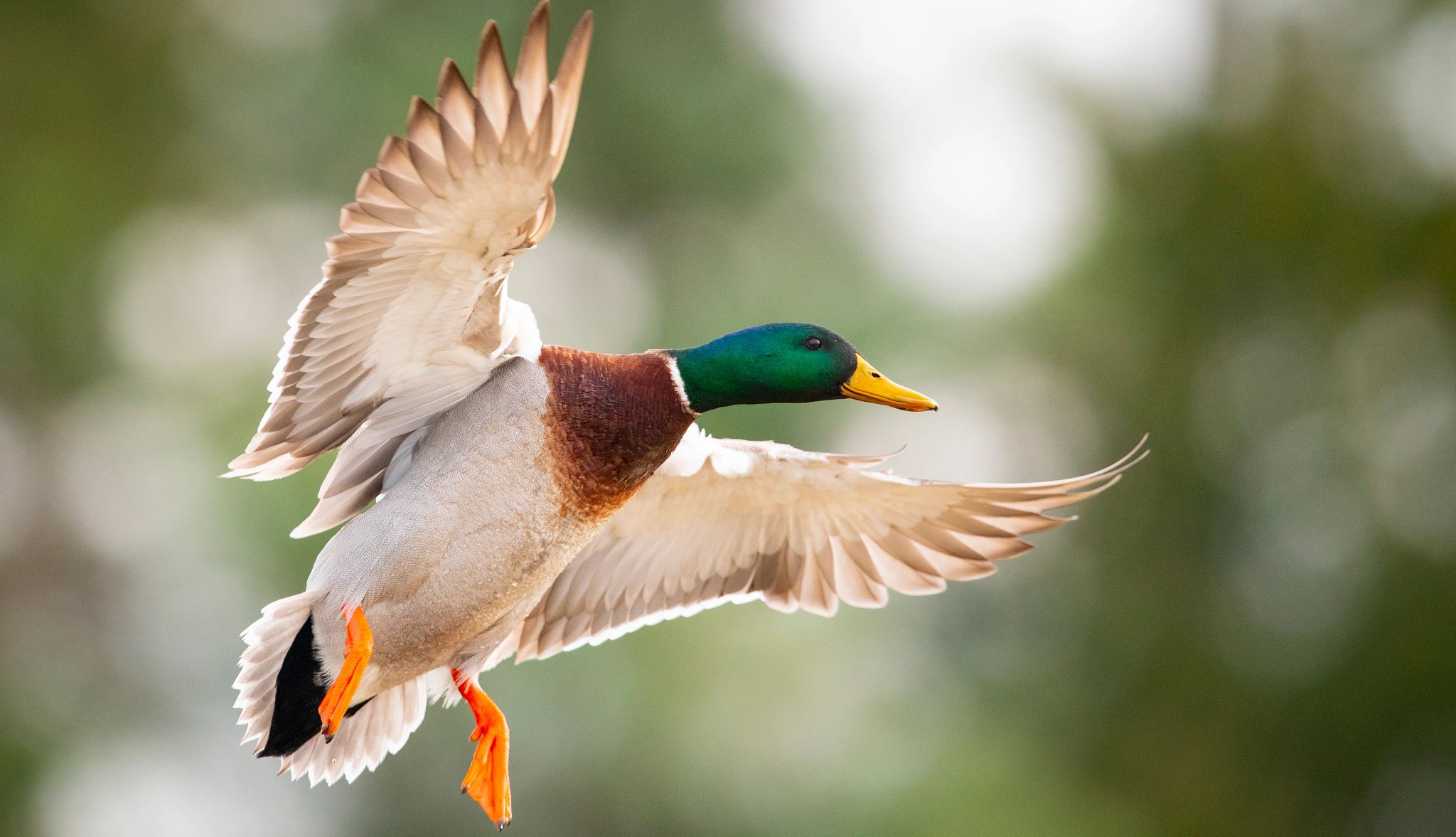 Where to start Bird flying; yellow beak, green head, white body and wings