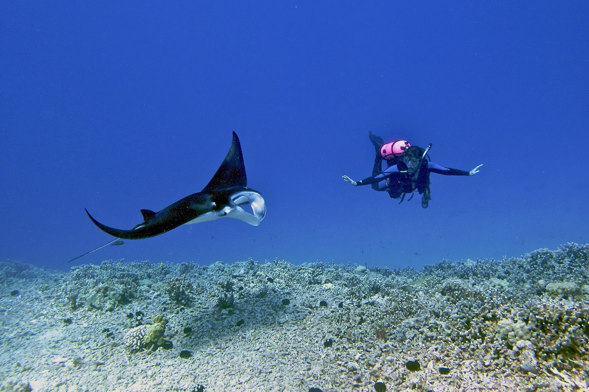 a snorkeler swimming near a mantra ray in Hawaii