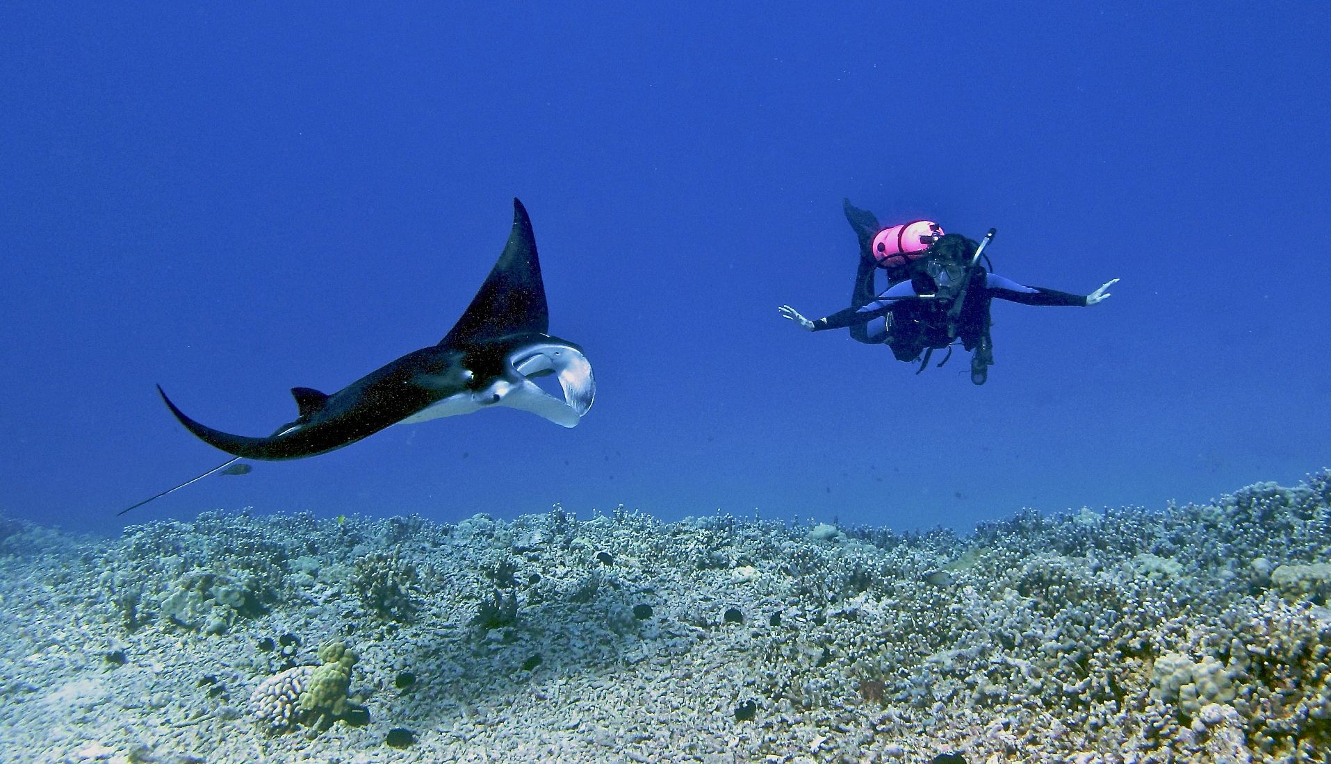 a snorkeler swimming near a mantra ray in Hawaii a snorkeler swimming near a mantra ray in Hawaii