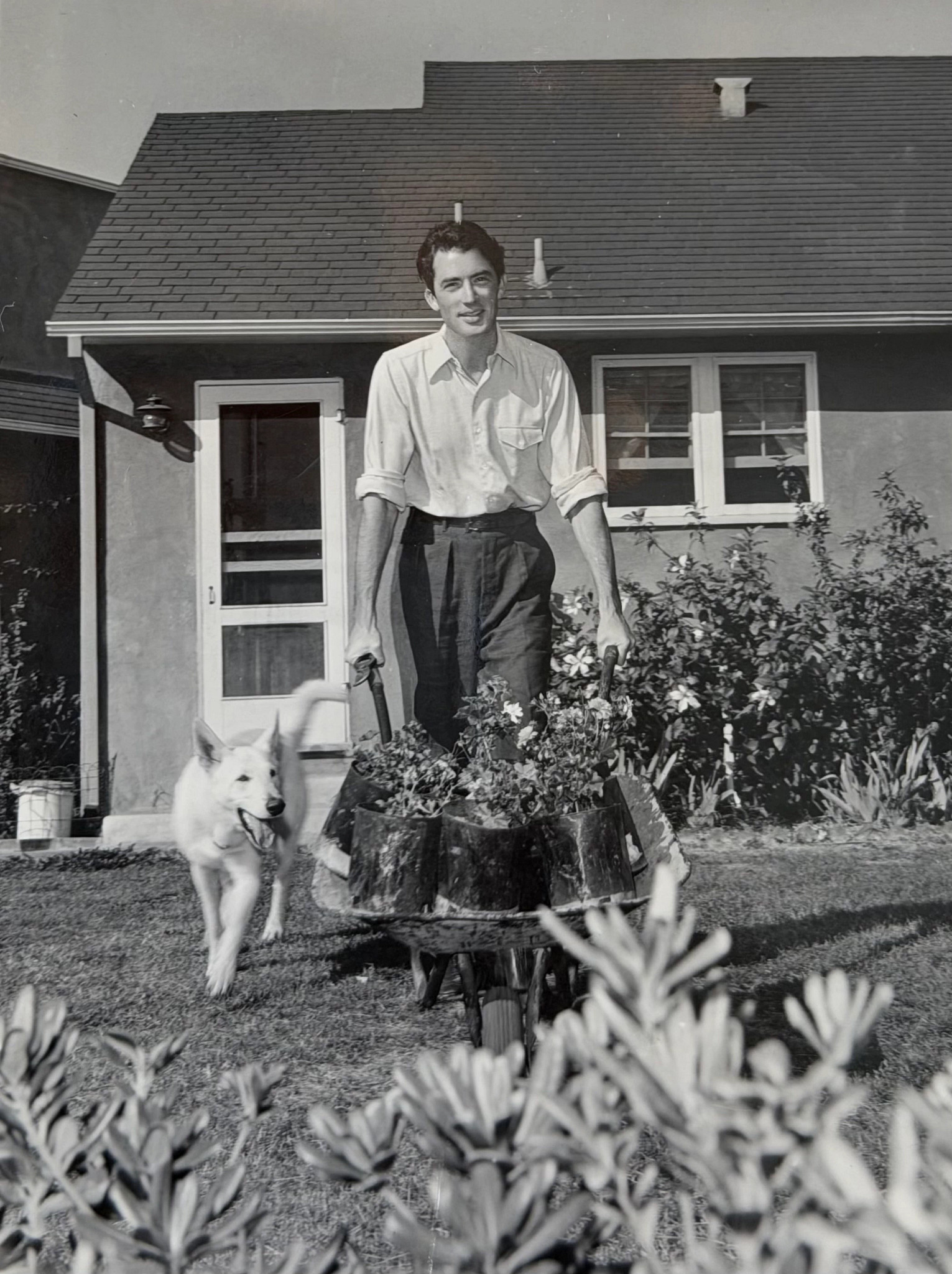 a photo shows Gregory Peck gardening with Perry, his White Alsatian shepherd, circa 1944