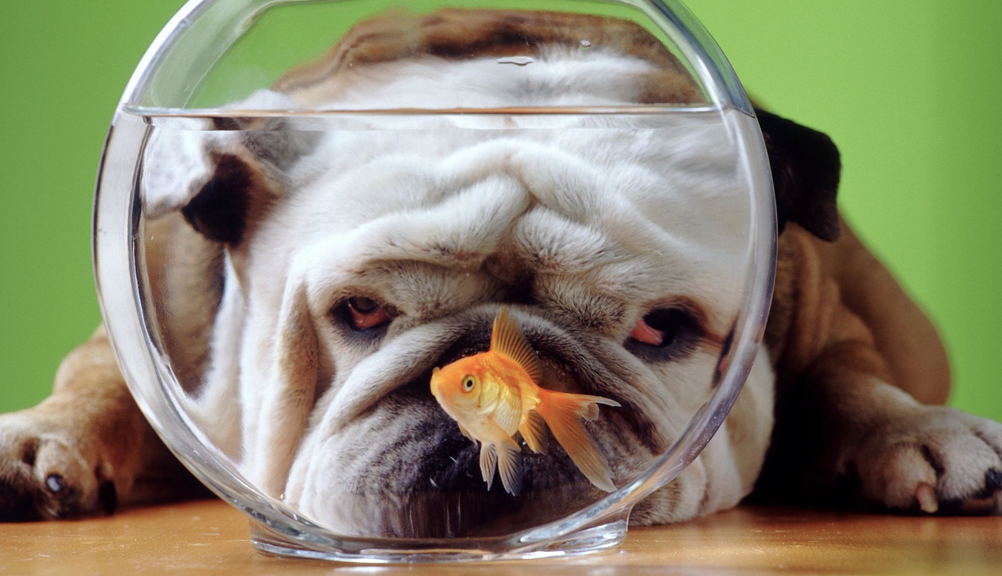 Ways to Keep Your Dog Out of Trouble a dog looking at a fishbowl