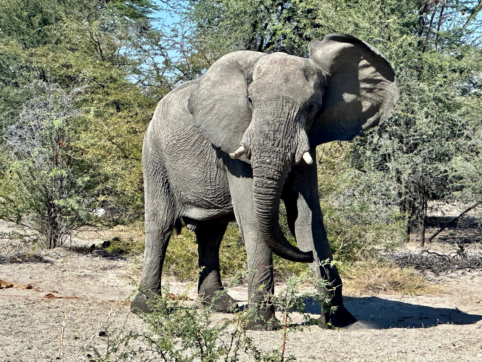 an elephant