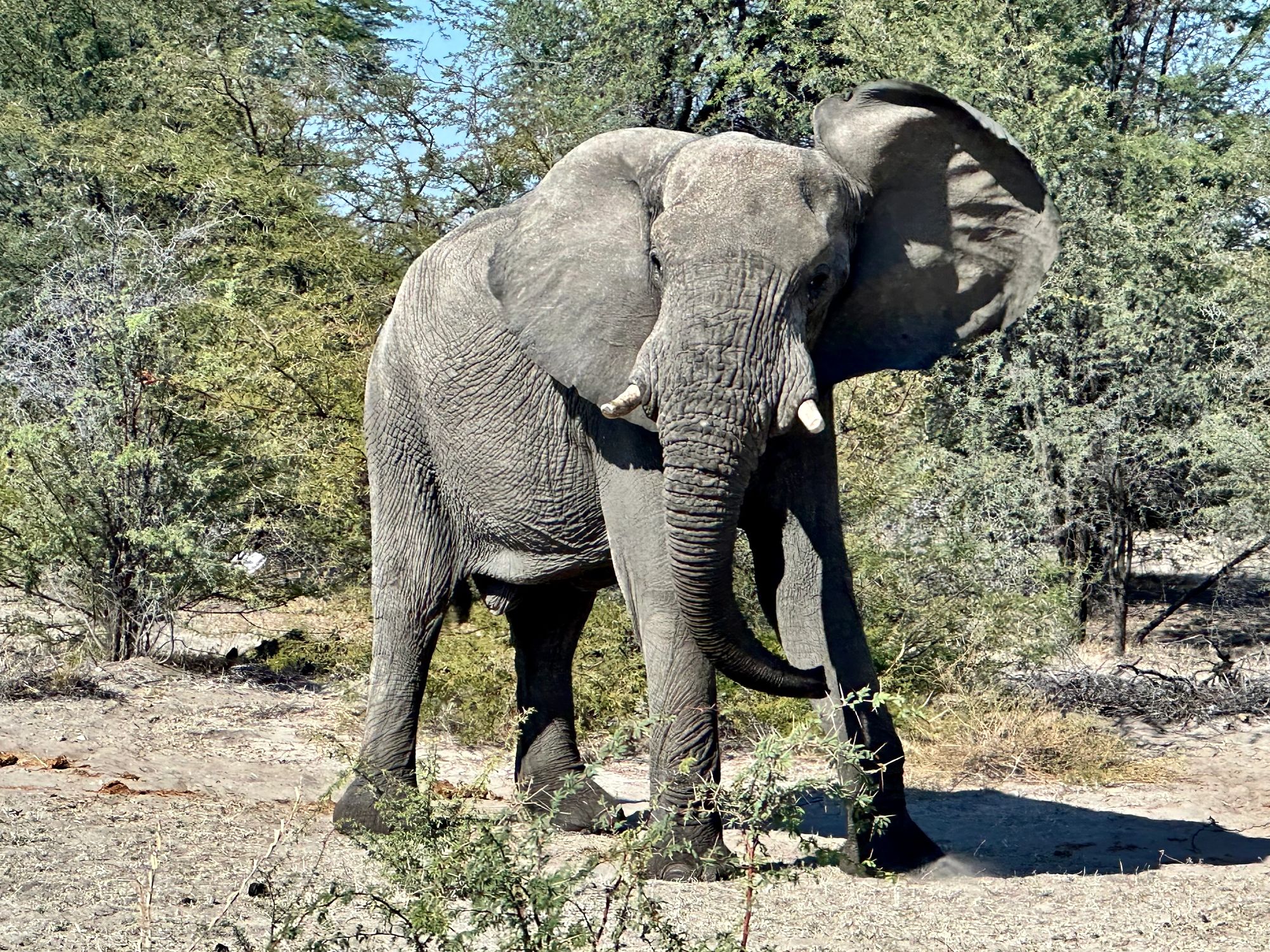 Cruise Through the African Diaspora an elephant