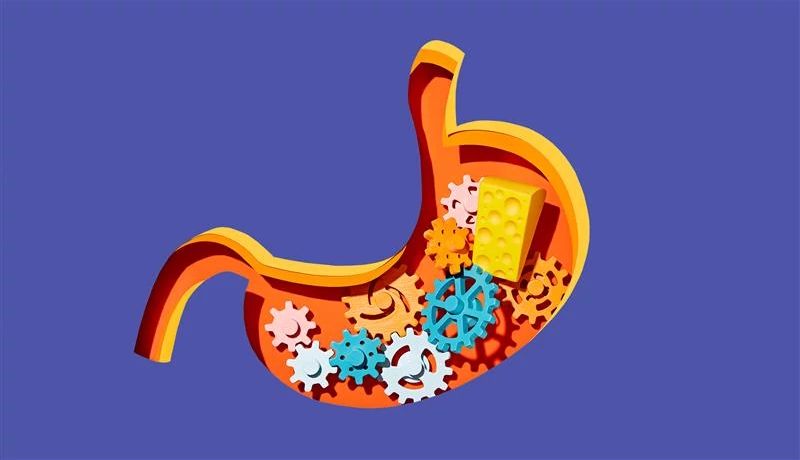 Digestive Changes digital illustration of digestive system