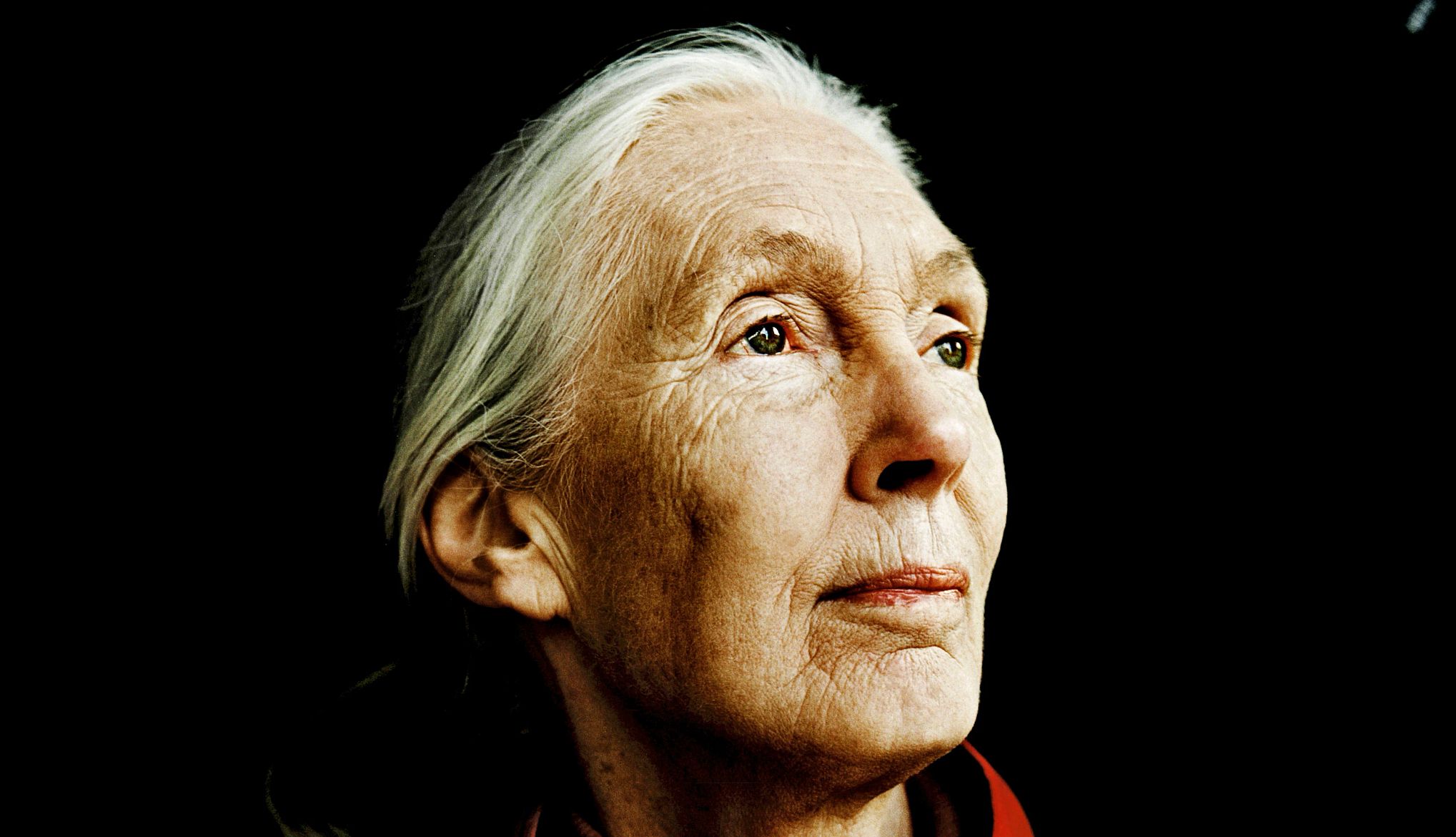 Jane Goodall, Whose Studies of Chimps Revealed a Lot About Humans, Dies a portrait of jane goodall