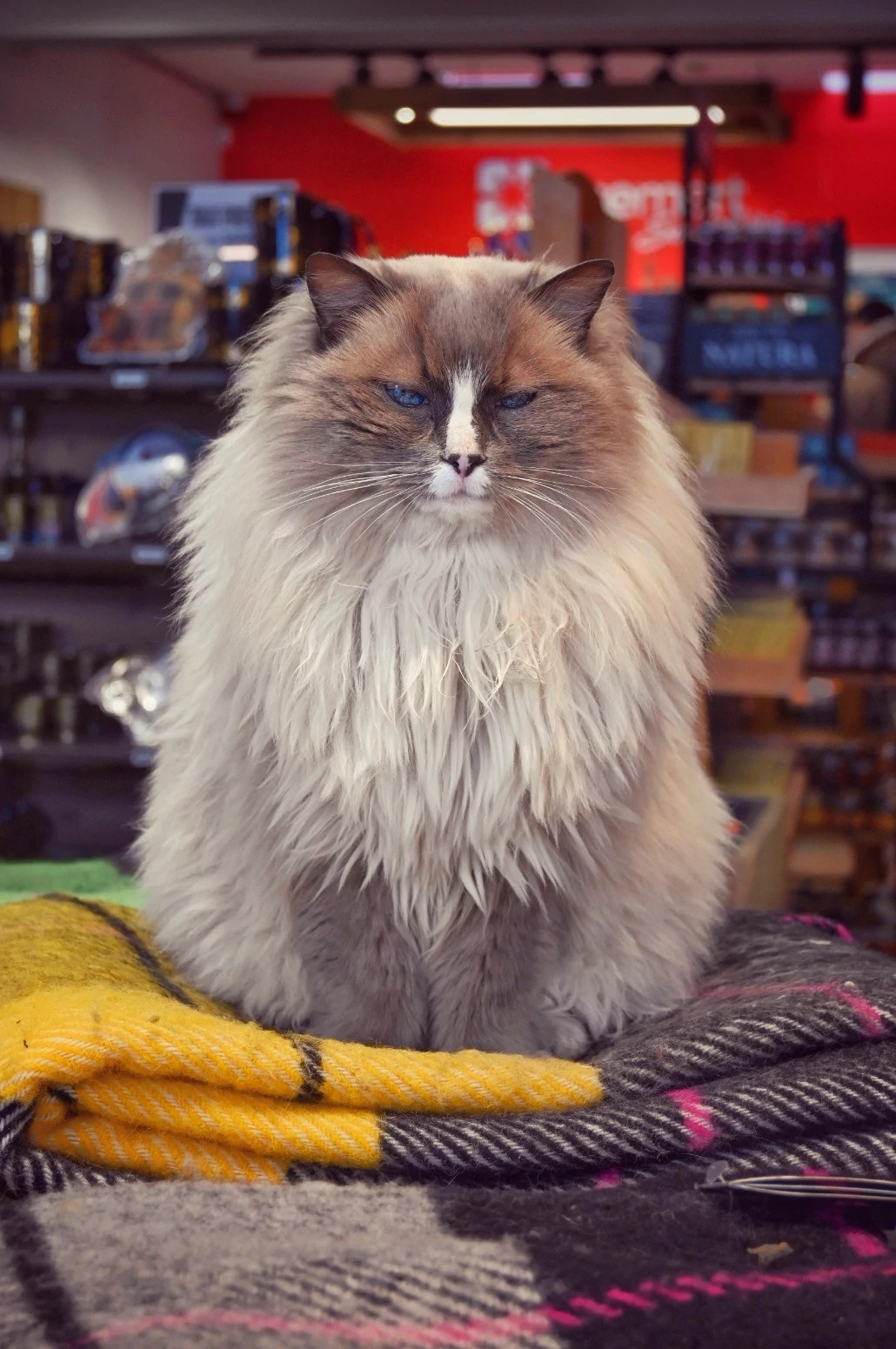 a cat sitting on wool in a store