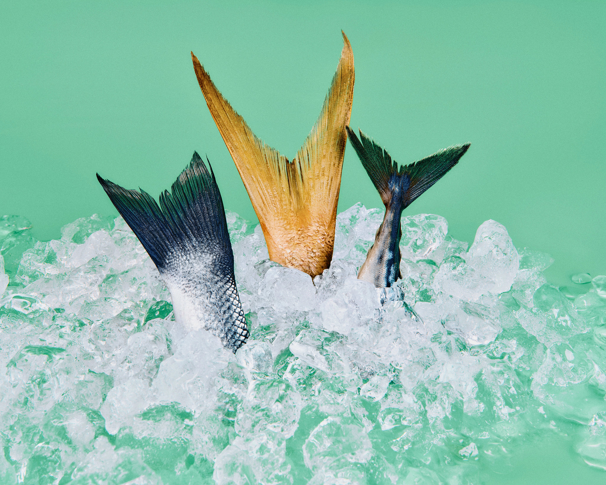 Three different fish tails—one dark blue, one large yellow, and one small dark green—emerge vertically from a pile of crushed ice against a solid mint-green background