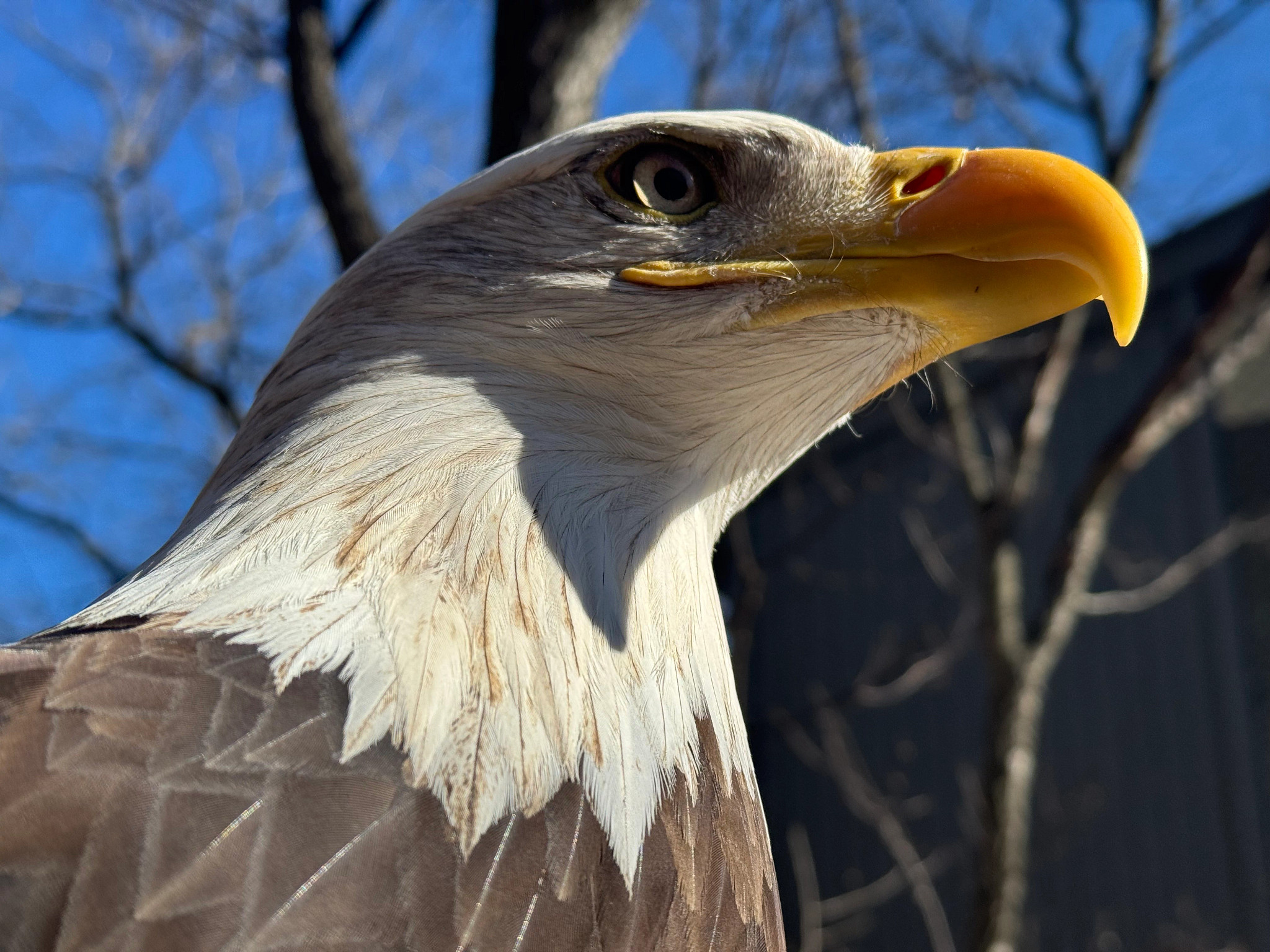 Close up of bald eage