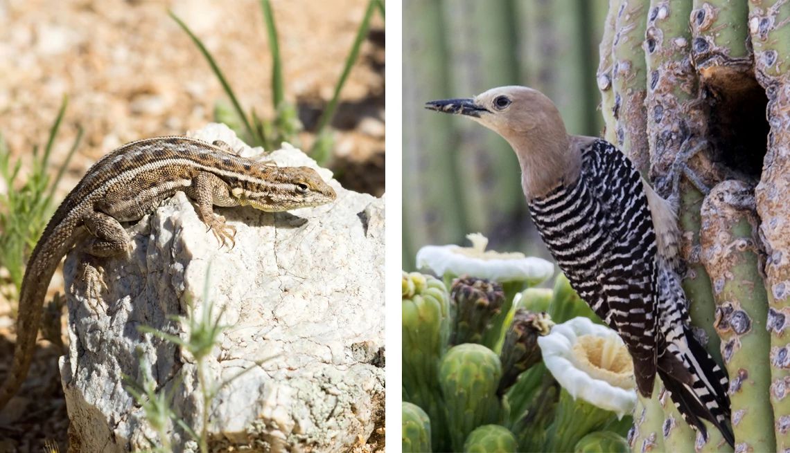 Wildlife at National Parks a split image of a slevin’s bunchgrass lizard and gila woodpecker