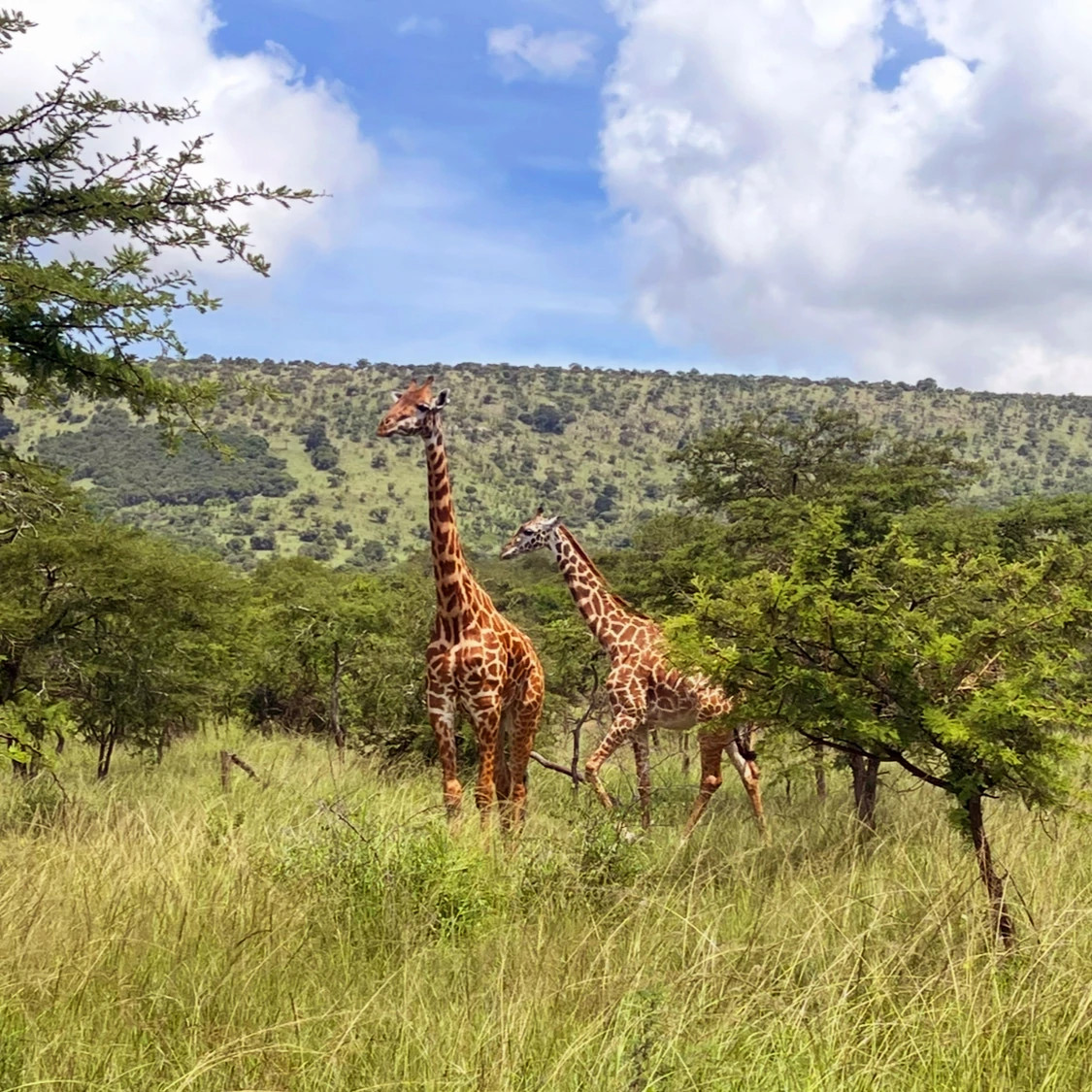 a pair of giraffess walking in Akagera National Park