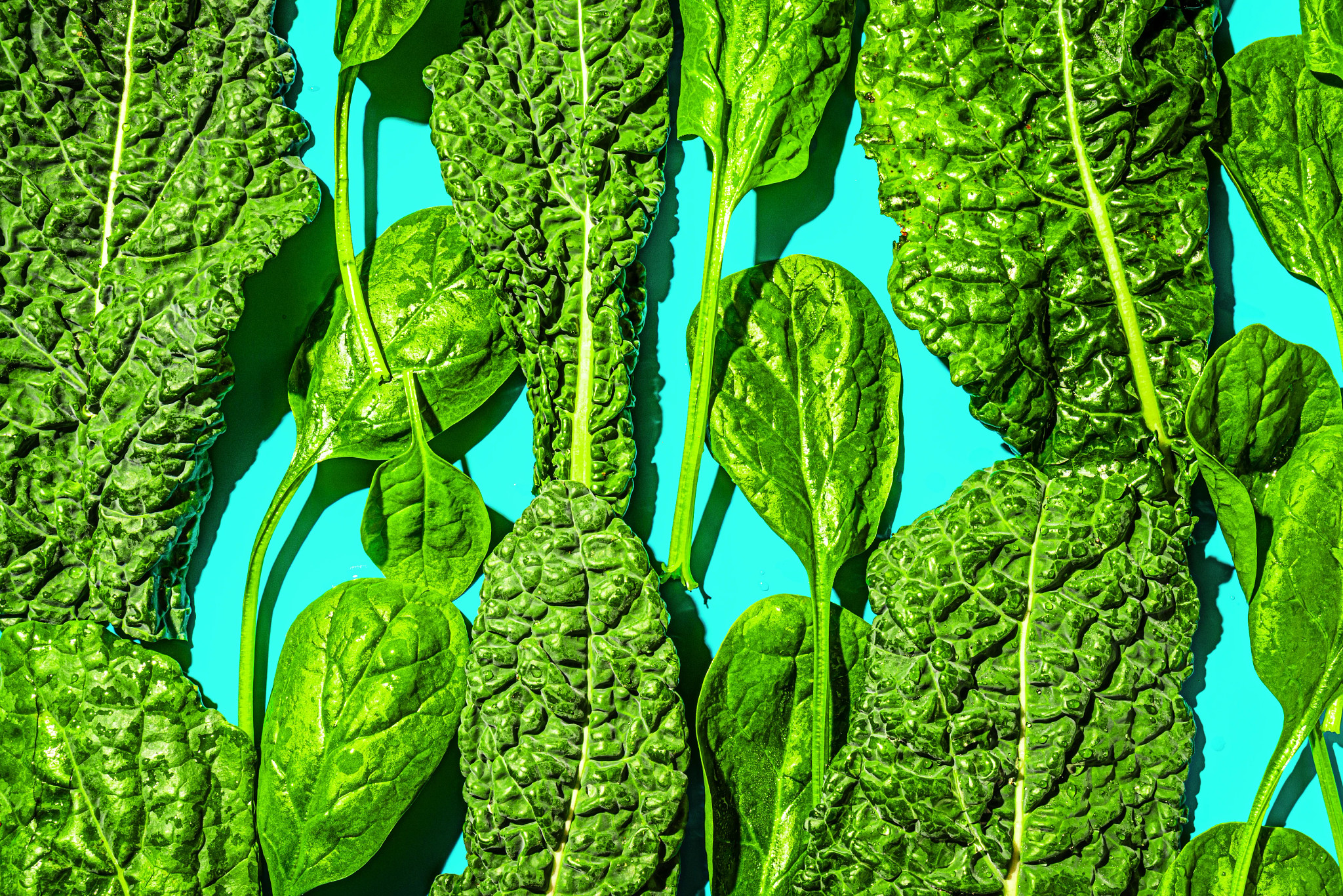 verduras de hoja verde sobre fondo azul
