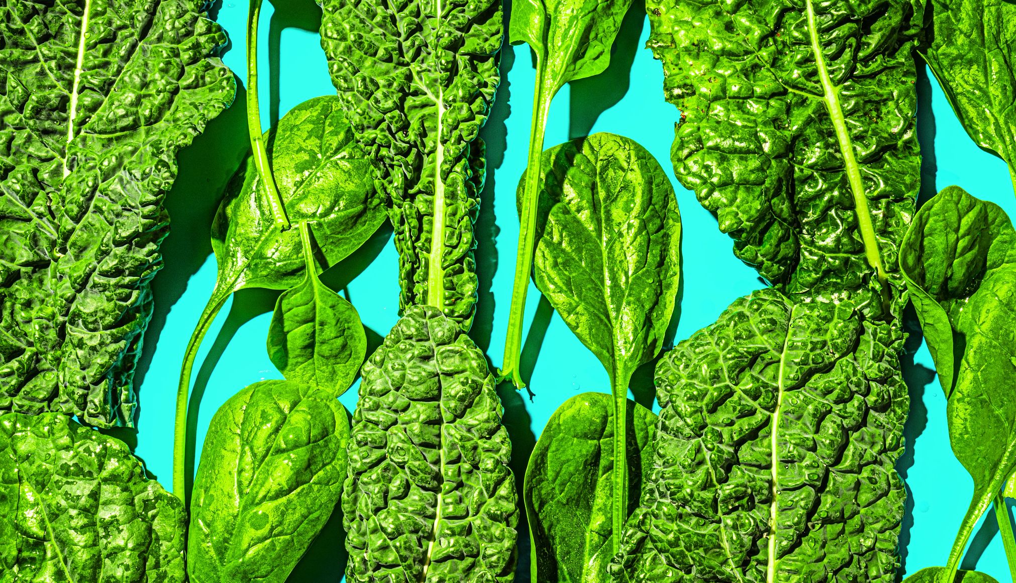leafy greens on a blue background