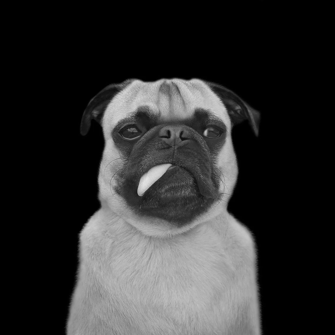 adopting a dog a dog on a black field