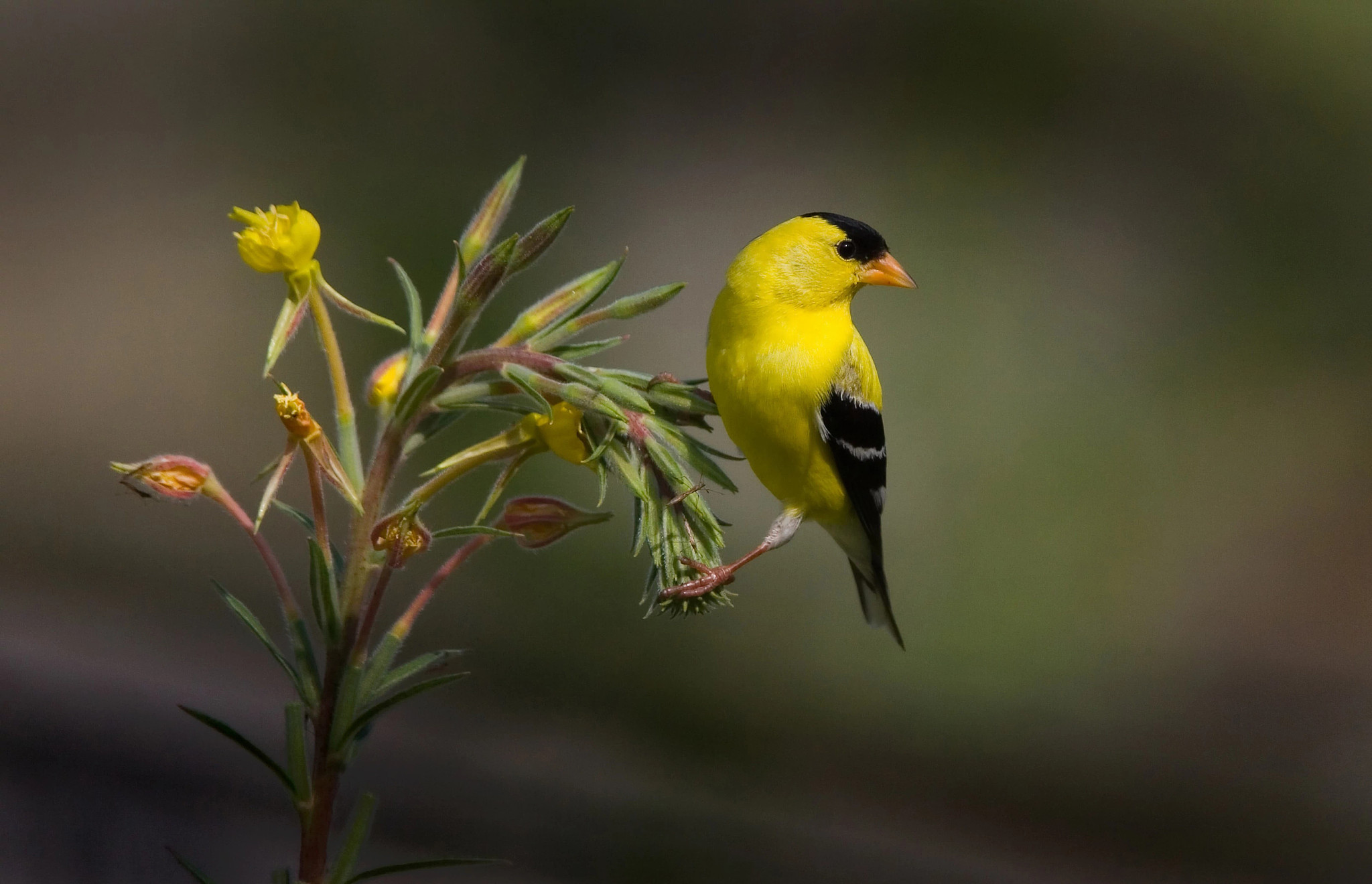 Yellow bird on plant with black on head and wings