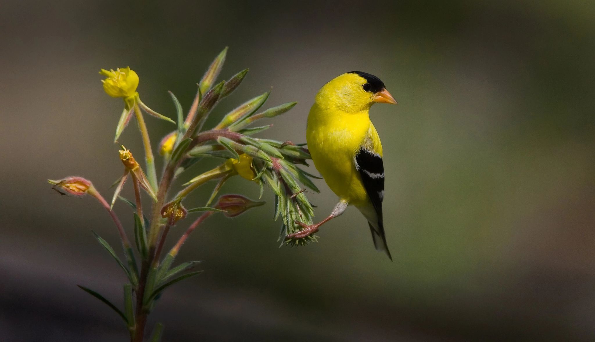 Bring the birds to you Yellow bird on plant with black on head and wings