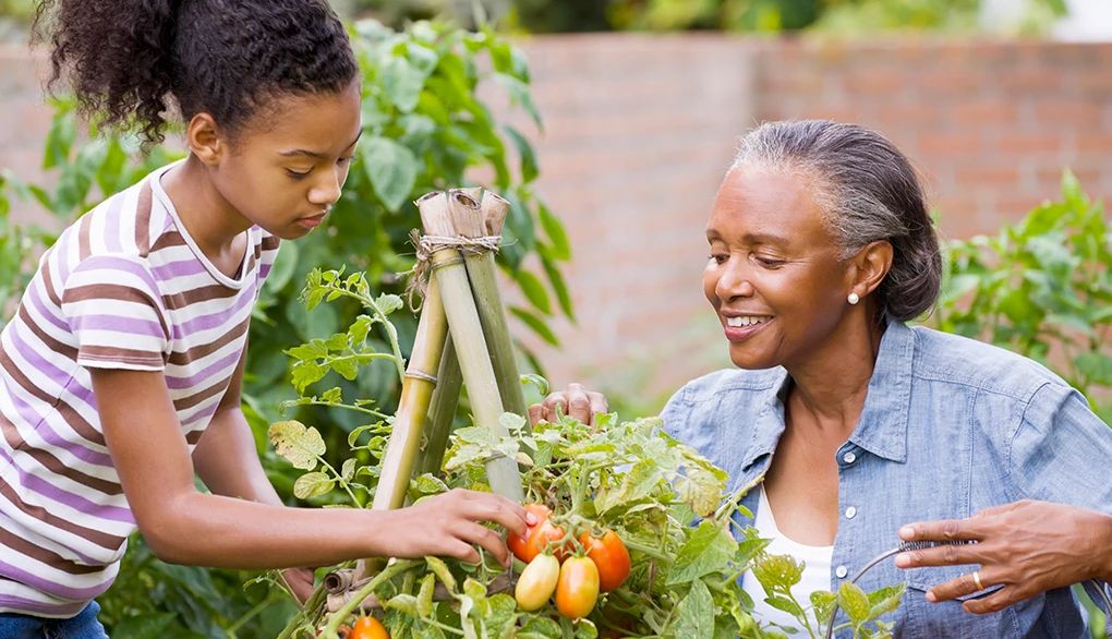 A brain-healthy diet may be helpful in lowering your risk of Alzheimer's disease A woman and girl picking fruit together outside