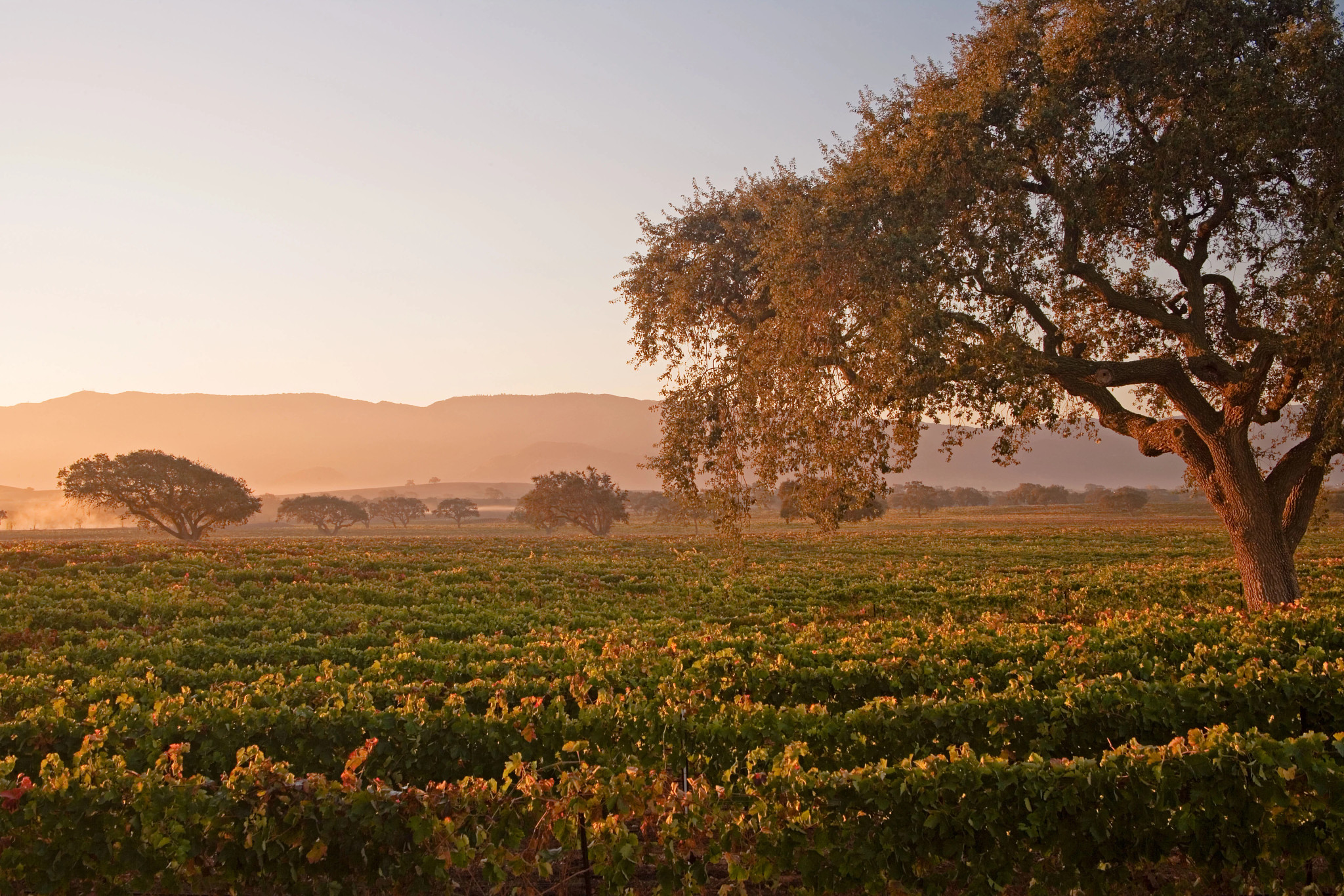 Viñedos y robles en el Valle de Santa Ynez, cerca de Santa Bárbara, California
