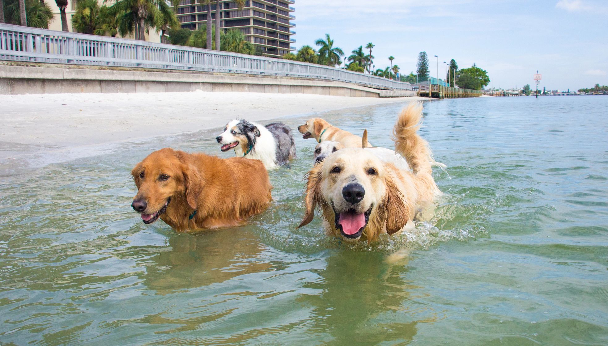 dogs walking in the water