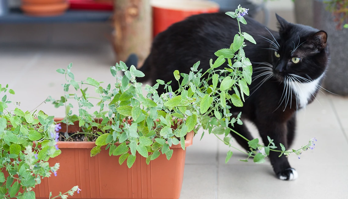 a black cat looking at a plant