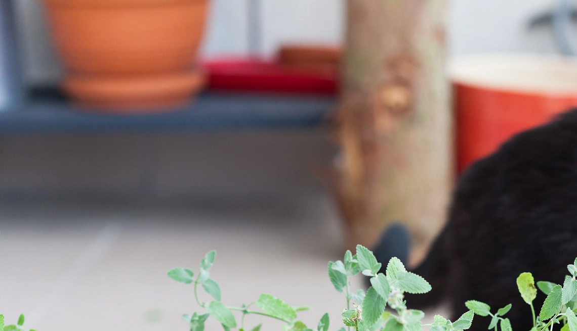 select vibrant colors for your garden a black cat looking at a plant
