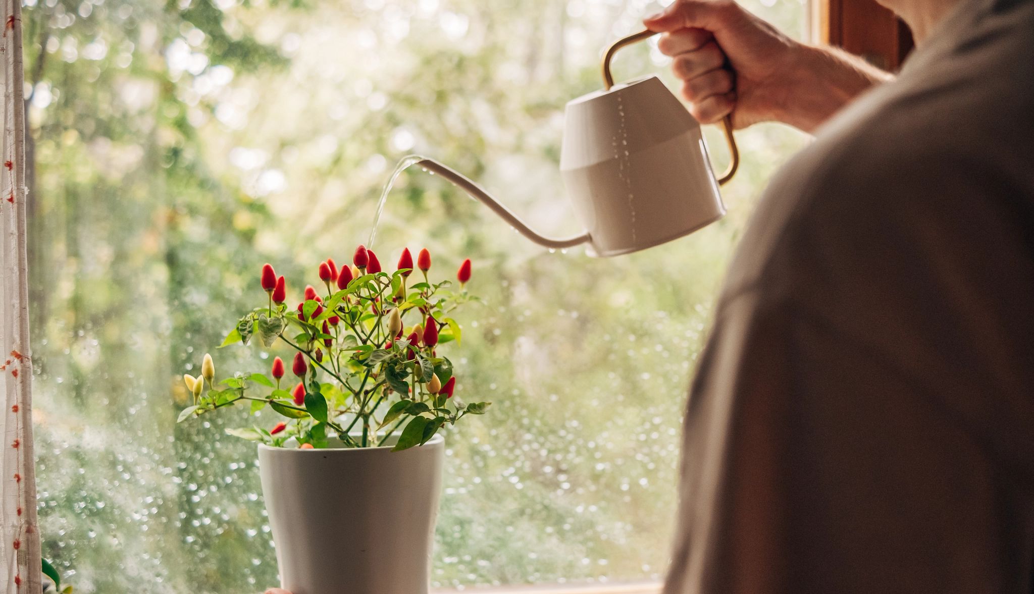 Smart Guide: Indoor Plants A photo shows a man watering tulips in front of a large window.