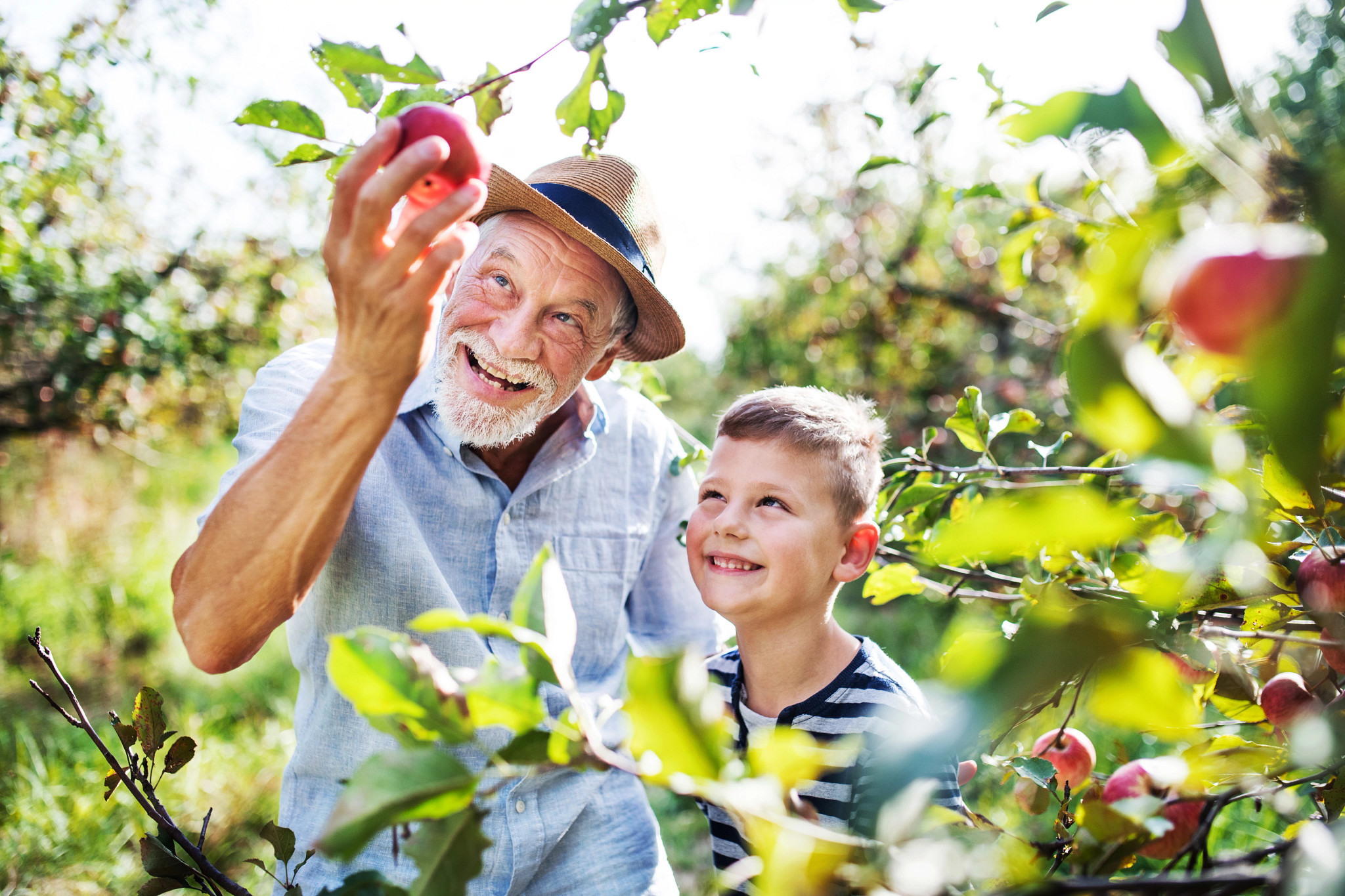 A grandfather smiles while picking apples with his grandson on a beautiful fall day