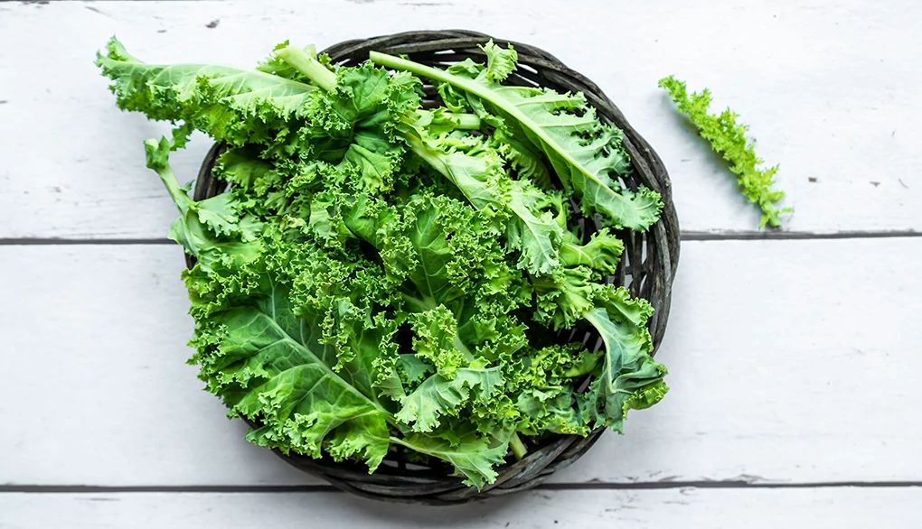 Kale may help support better cognitive function as we age A close-up view of a bowl of kale