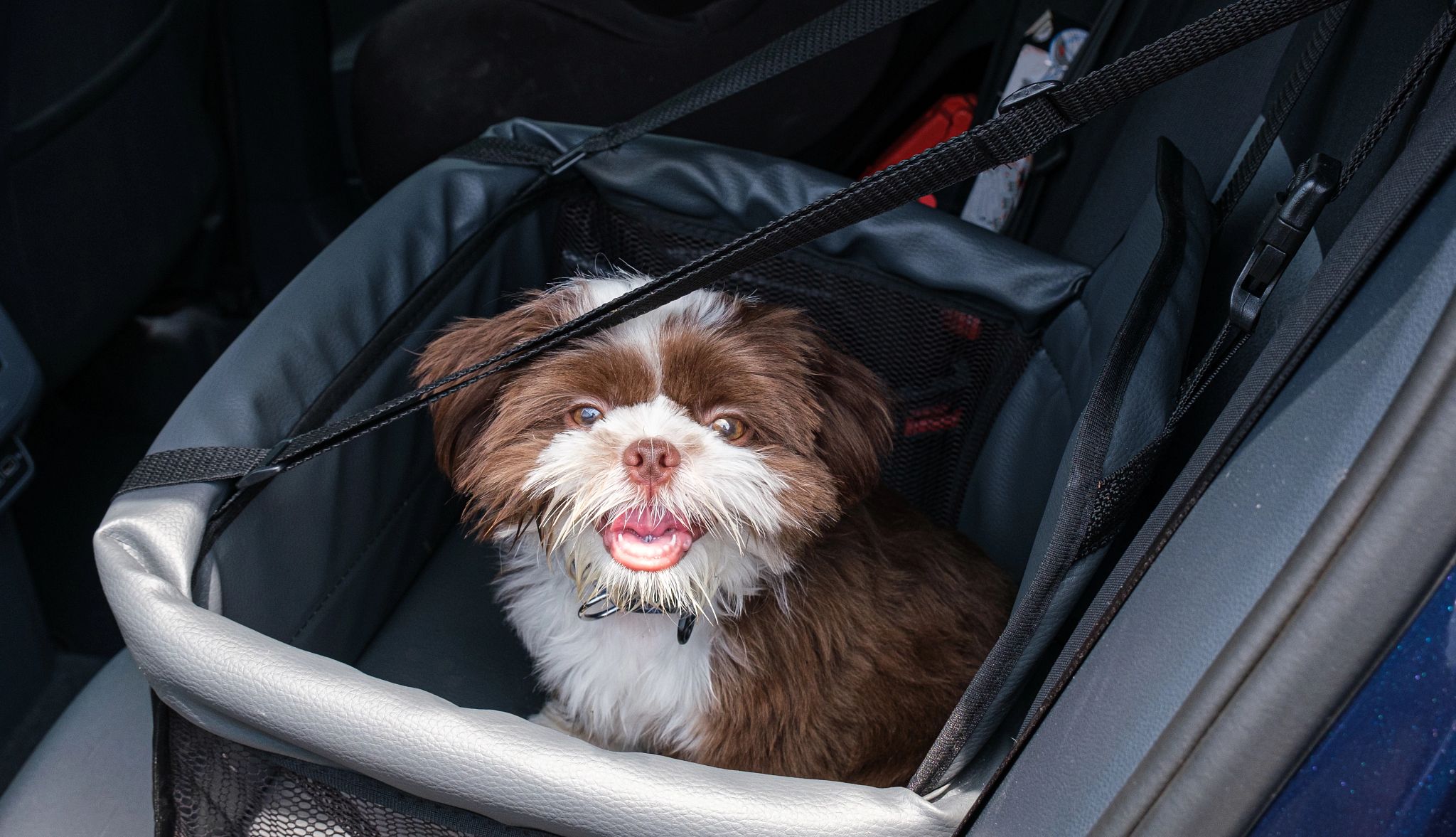 Smart Guide to Traveling With Pets a dog in a carrier