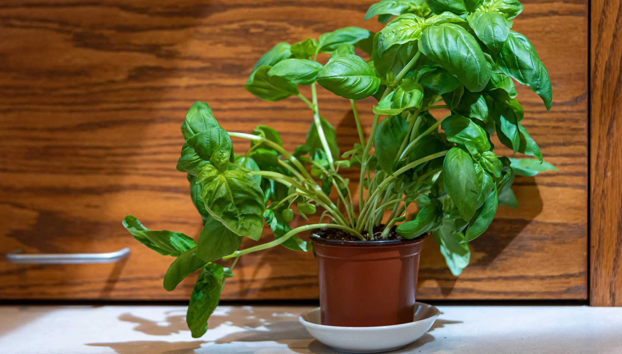 an edible plant can tie you to your culture an herb plant