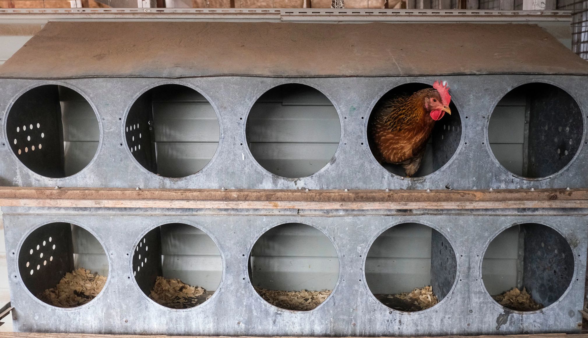 What to Know About Bird Flu chicken in a coop