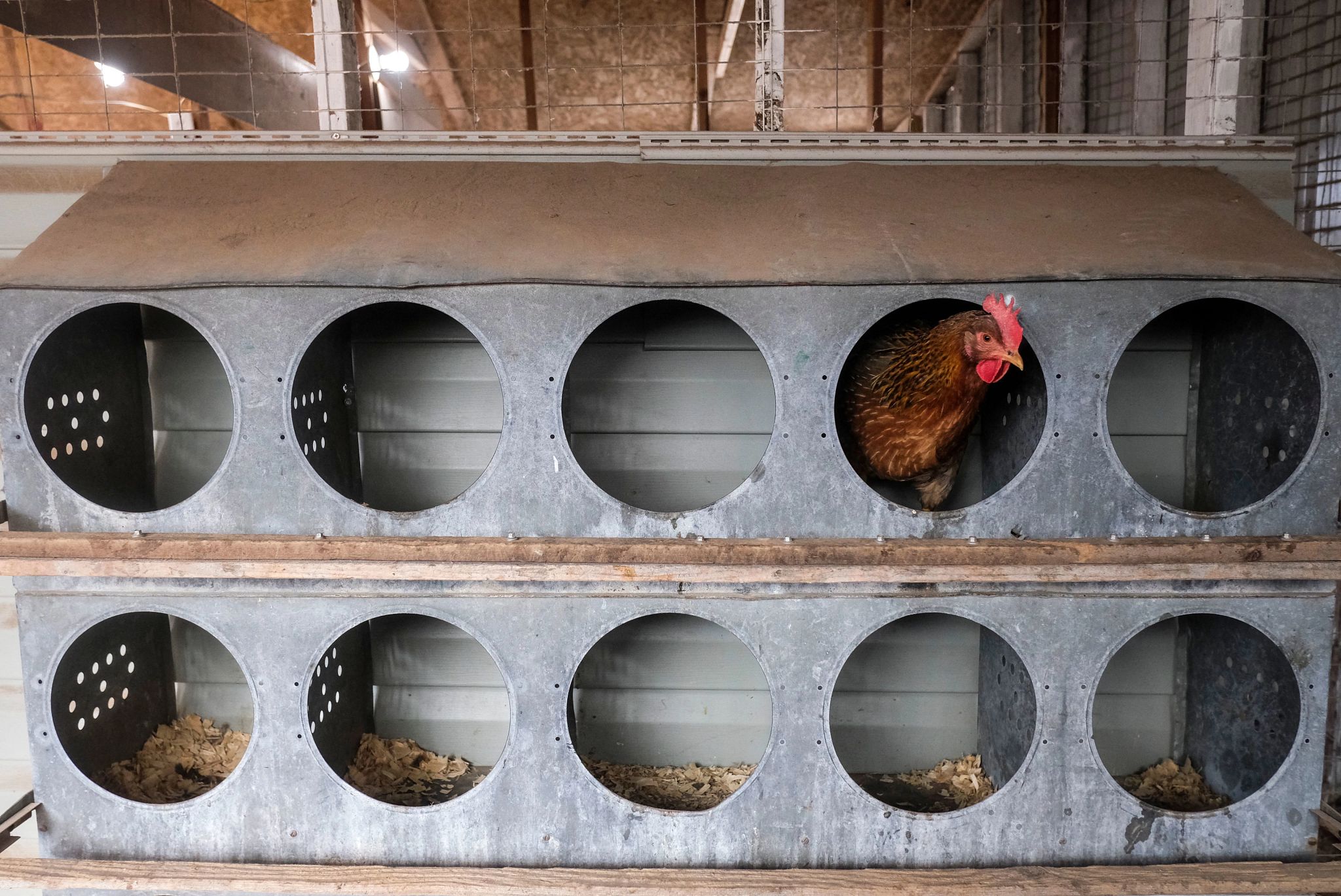 What Is Bird Flu? Know the Risk Factors and Treatments - Vimarsana News