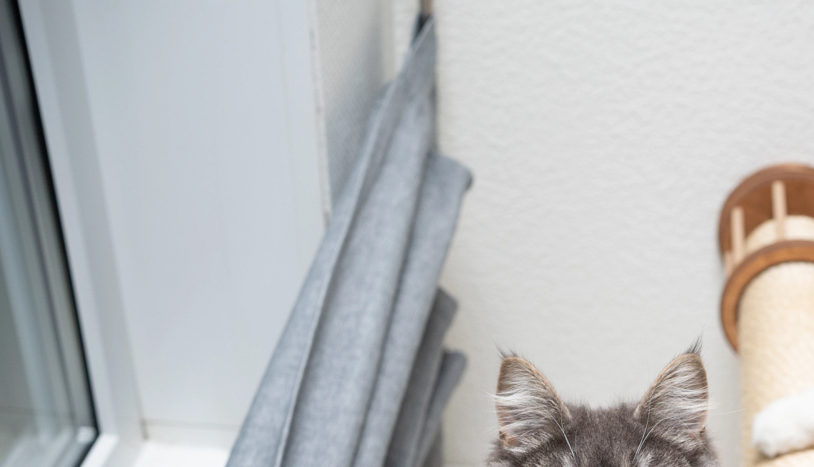 un gato en un árbol para gatos