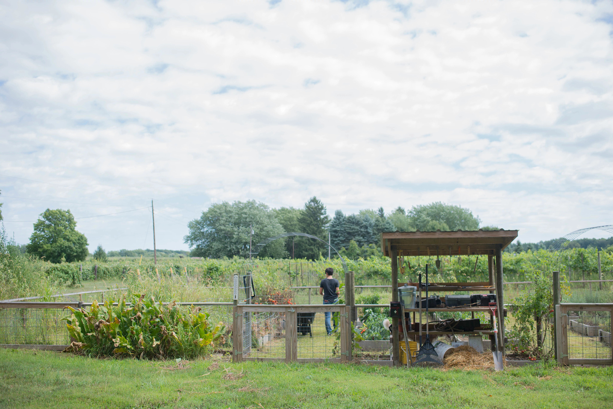 Mulln-Heim Vineyards