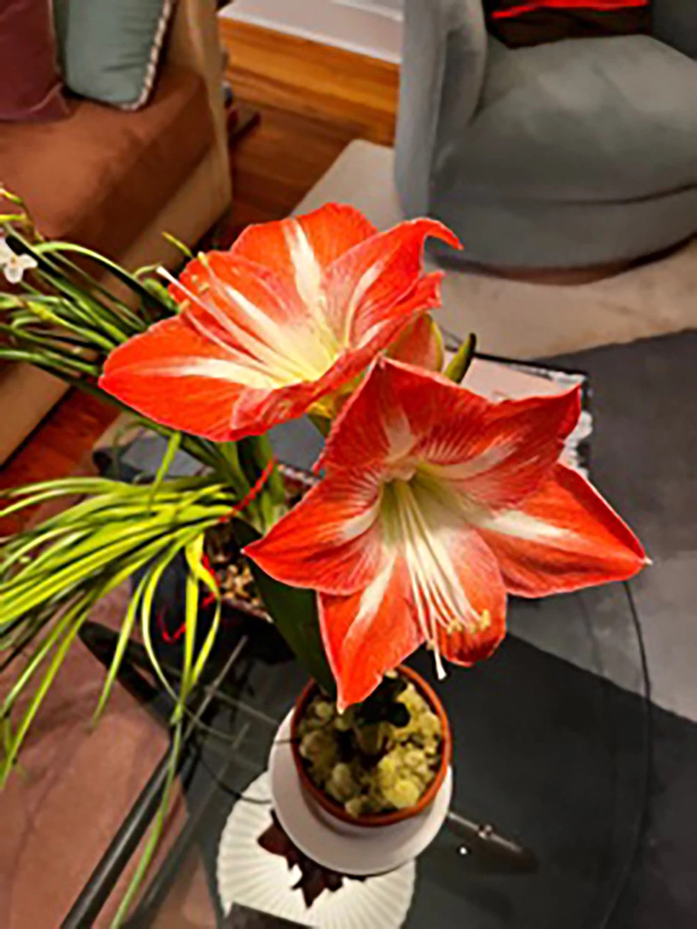 A photo shows an amaryllis plant in bloom. Julie gifted this amaryllis to Steven in 2022, her last Christmas