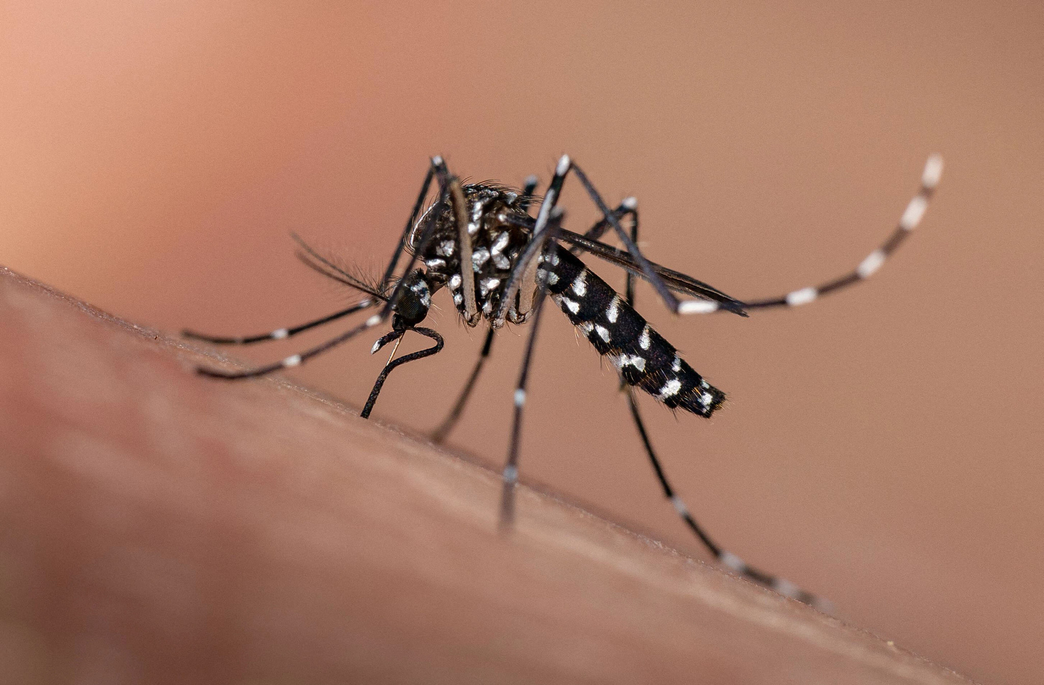 tiger mosquito