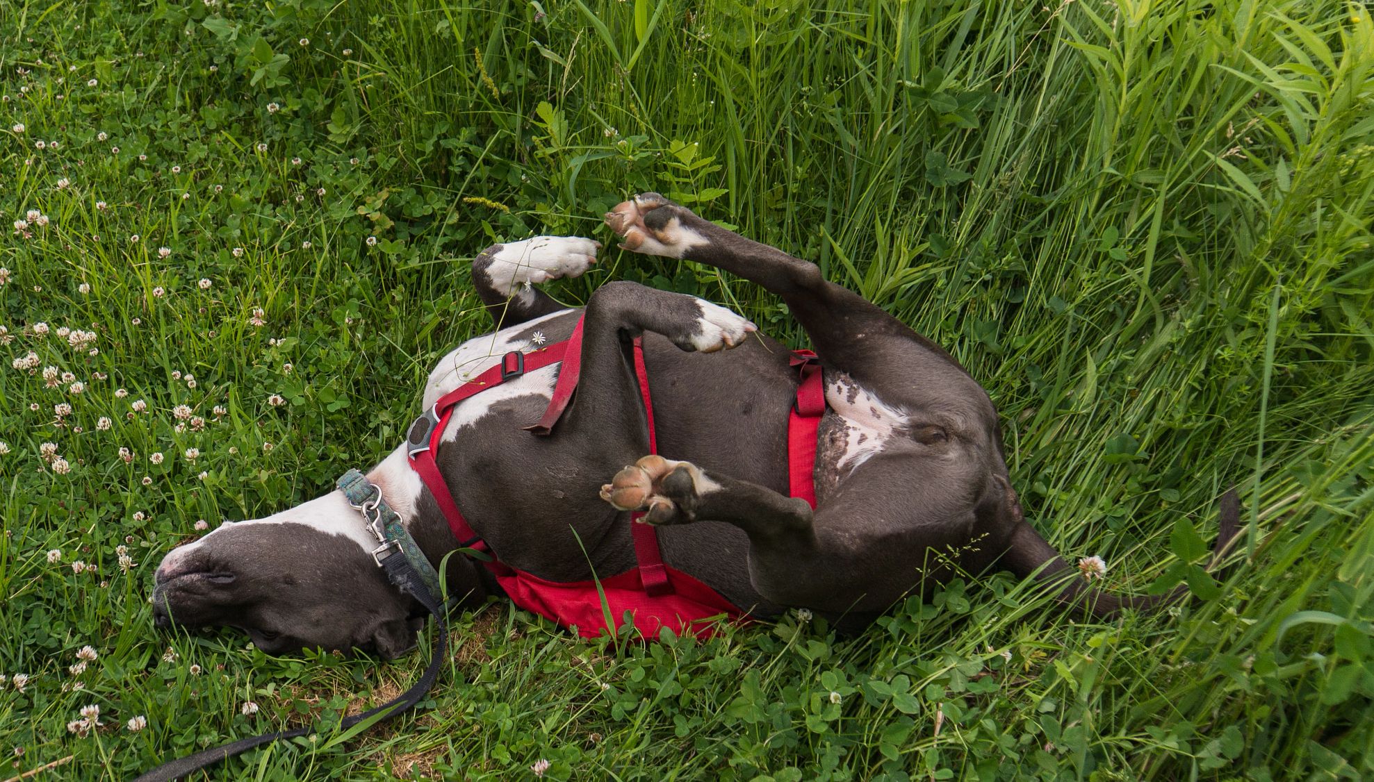 un perro pitbull gris rascándose la espalda en el prado