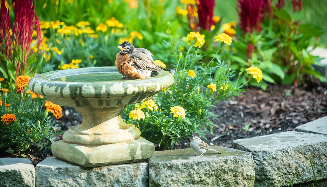 un pájaro sentado en un baño de pájaros